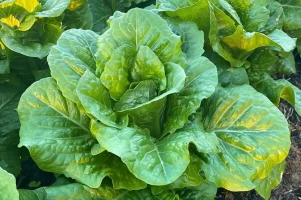 sparx-romaine-lettuce-seed-1080x1080-compressed